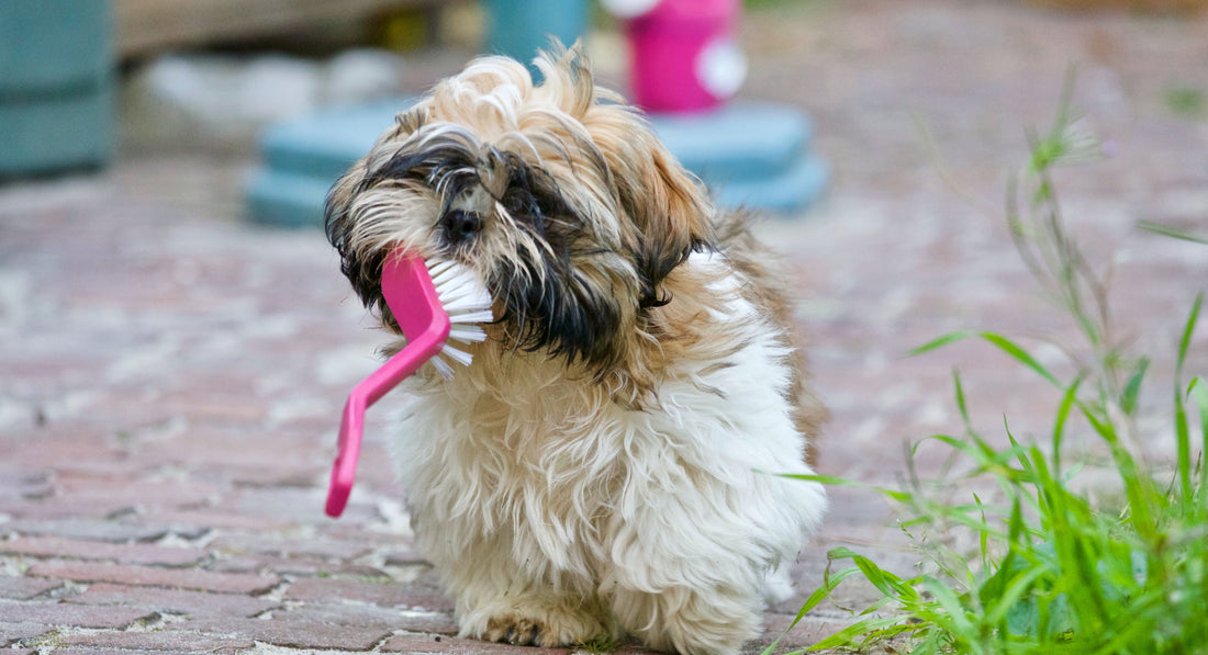 Oral Care for your Pets - Dog and Pet Stuff