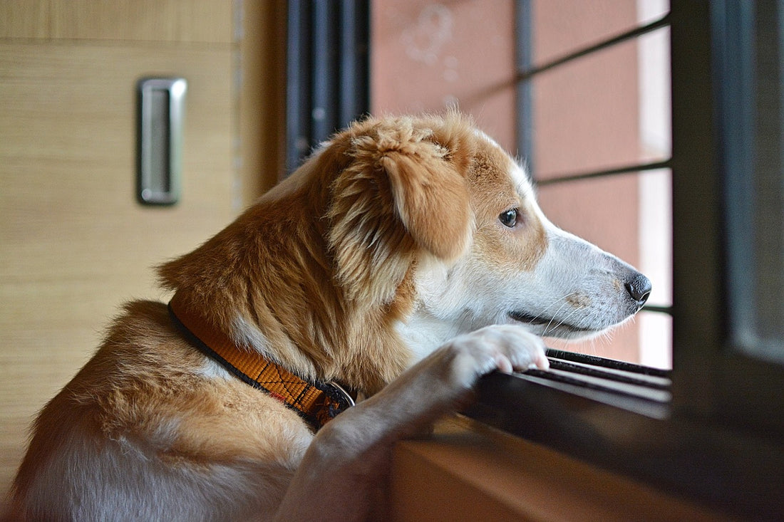 Dog looking out window waiting for his best friends to come home after school or work
