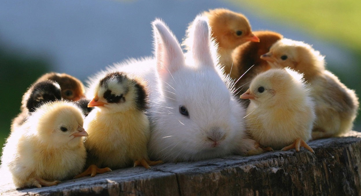 a bunny and some baby chickens enjoying their life together, best of friends enjoying the sunshine