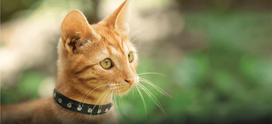 Dog and Pet Stuff Athens Cat Collars