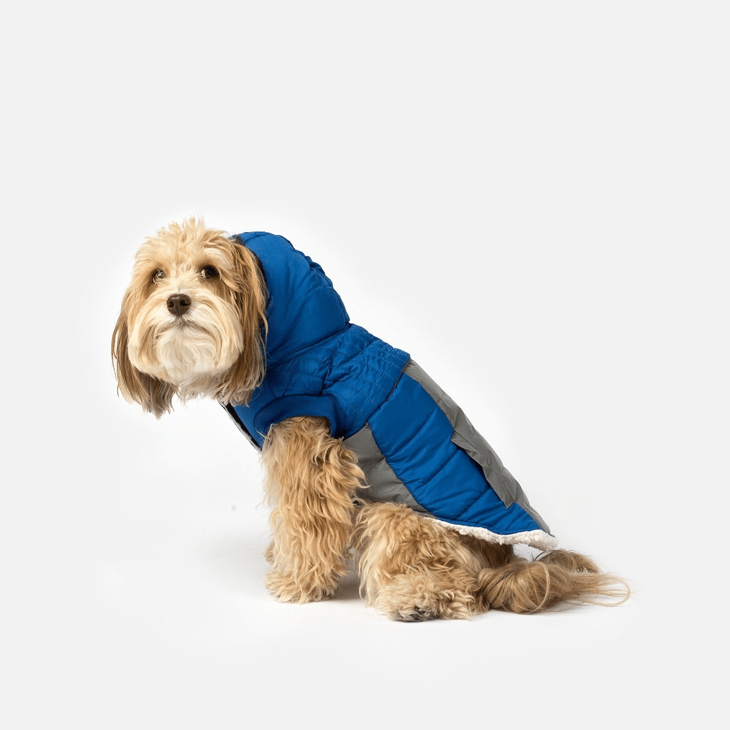 Dog and Pet Stuff Bailey Dog Jacket - Blue
