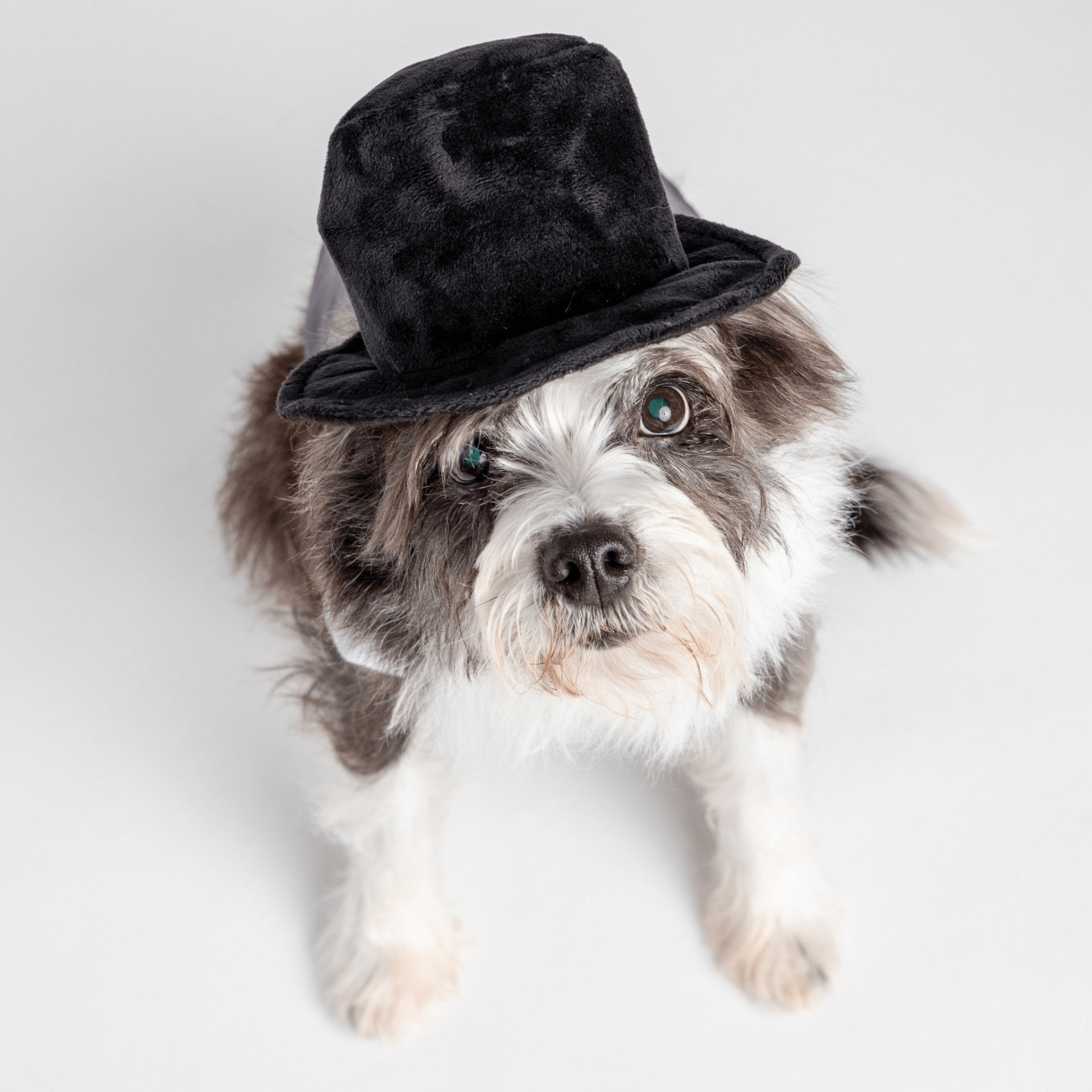 Dog and Pet Stuff Black Velvet Top Hat Costume