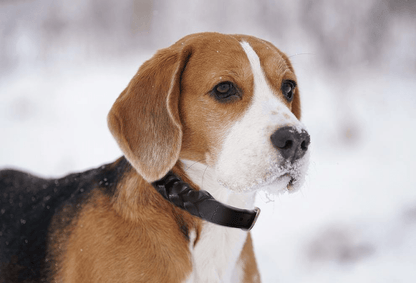 Dog and Pet Stuff Braided Collar