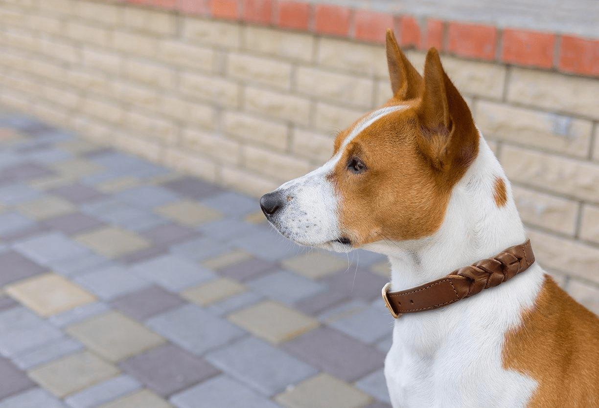 Dog and Pet Stuff Braided Collar