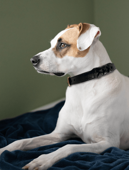 Dog and Pet Stuff Braided Collar