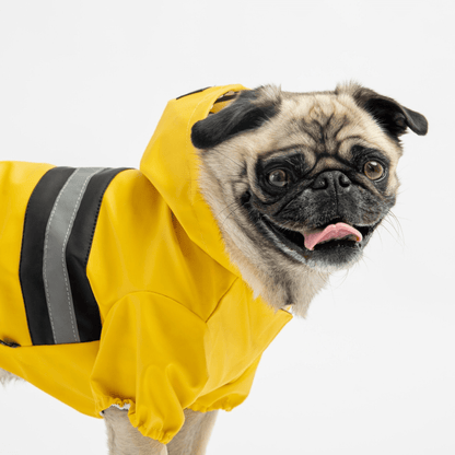 Dog and Pet Stuff Bundle Aden Dog Raincoat - Yellow + Life Jacket