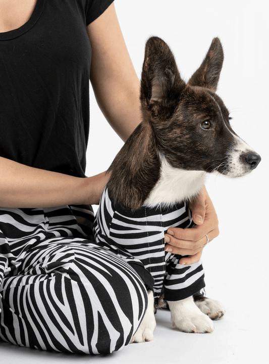 Dog and Pet Stuff Default Buy One Dog Zebra PJ Get Free Human Matching