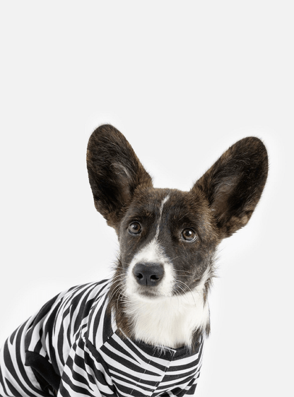 Dog and Pet Stuff Default Buy One Dog Zebra PJ Get Free Human Matching
