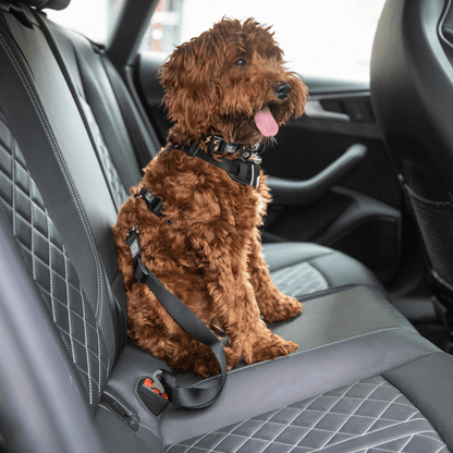 Dog and Pet Stuff Default Pet Seat Belt Tether