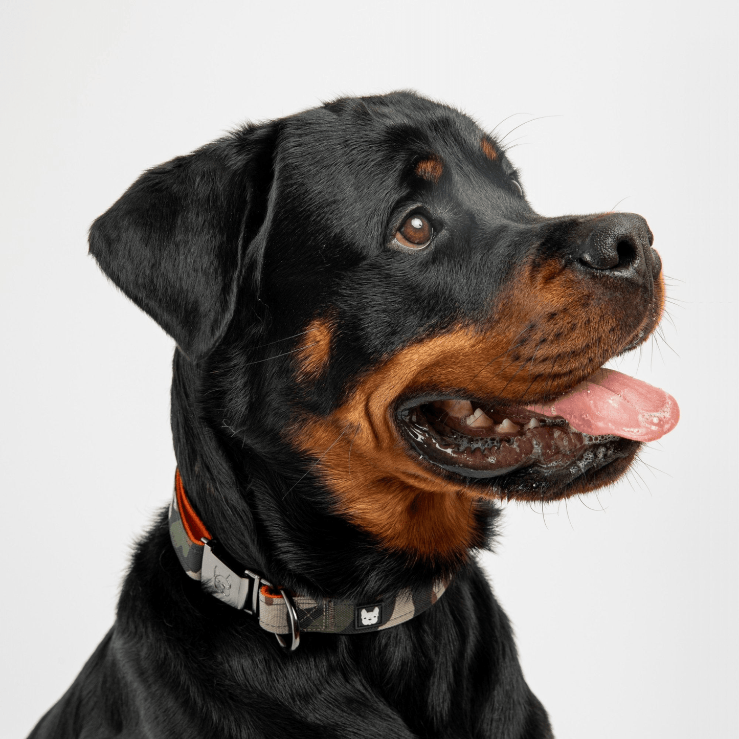 Dog and Pet Stuff Dog Collar - Camo
