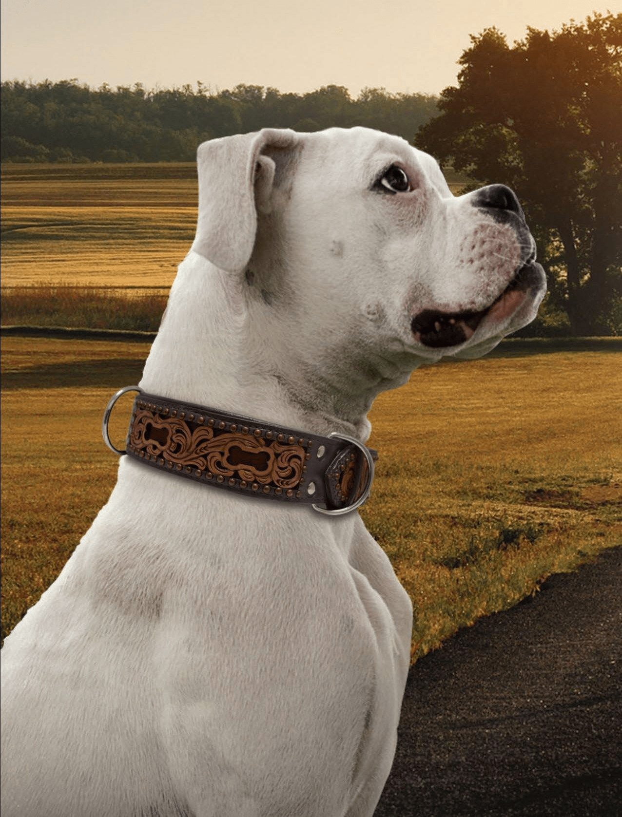 Dog and Pet Stuff Dog collar - San Antonio