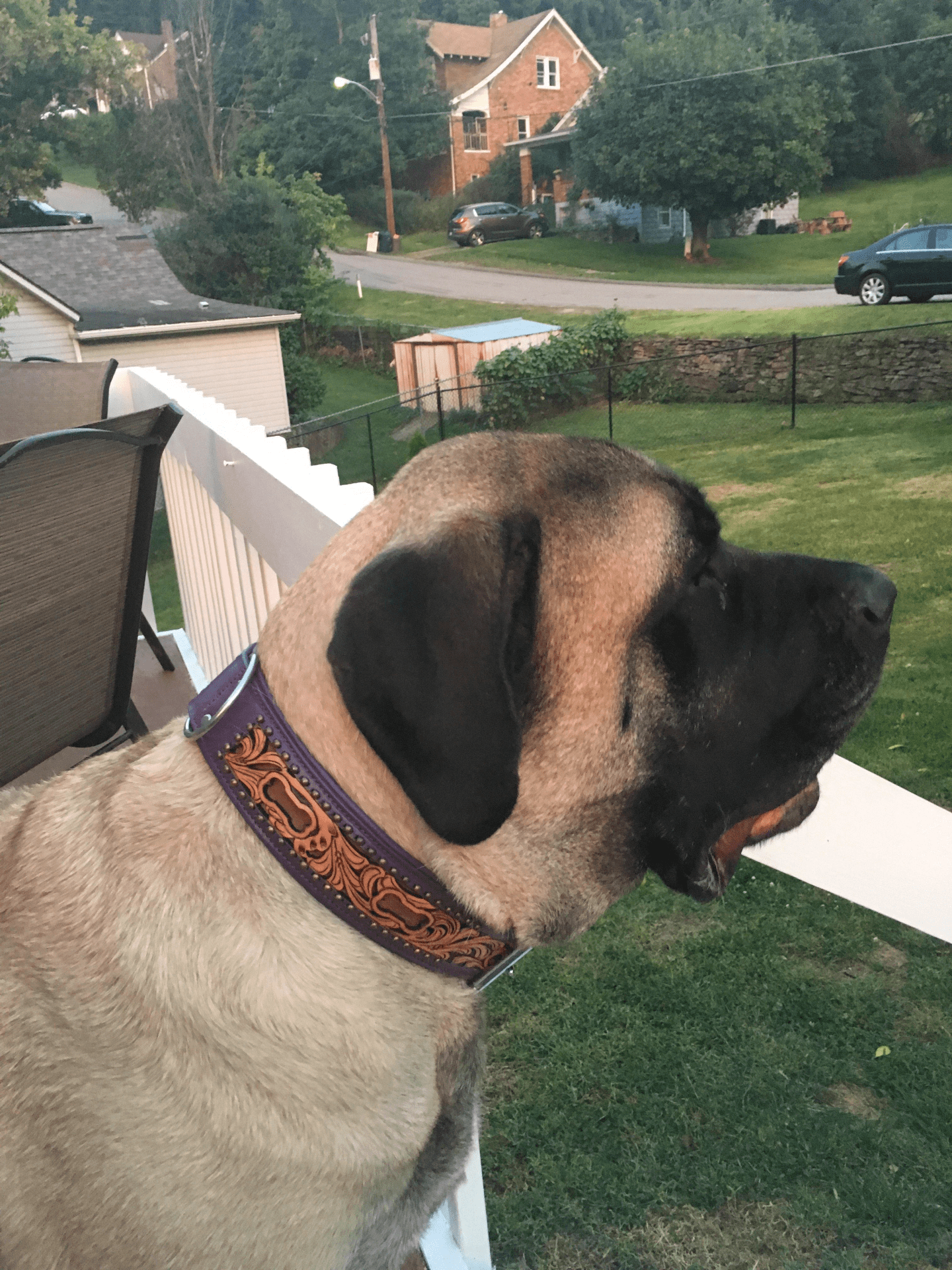 Dog and Pet Stuff Dog collar - San Antonio