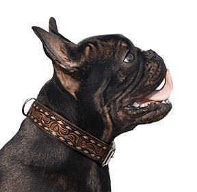 Dog and Pet Stuff Dog collar - Tucson