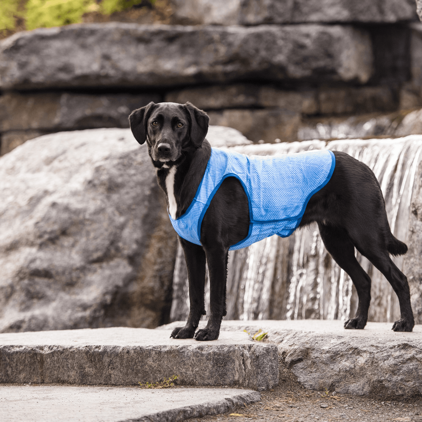 Dog and Pet Stuff Elasto-Fit Ice Vest
