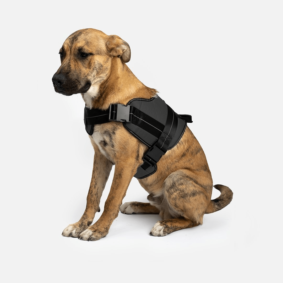 Dog and Pet Stuff Heavy Duty Harness Black
