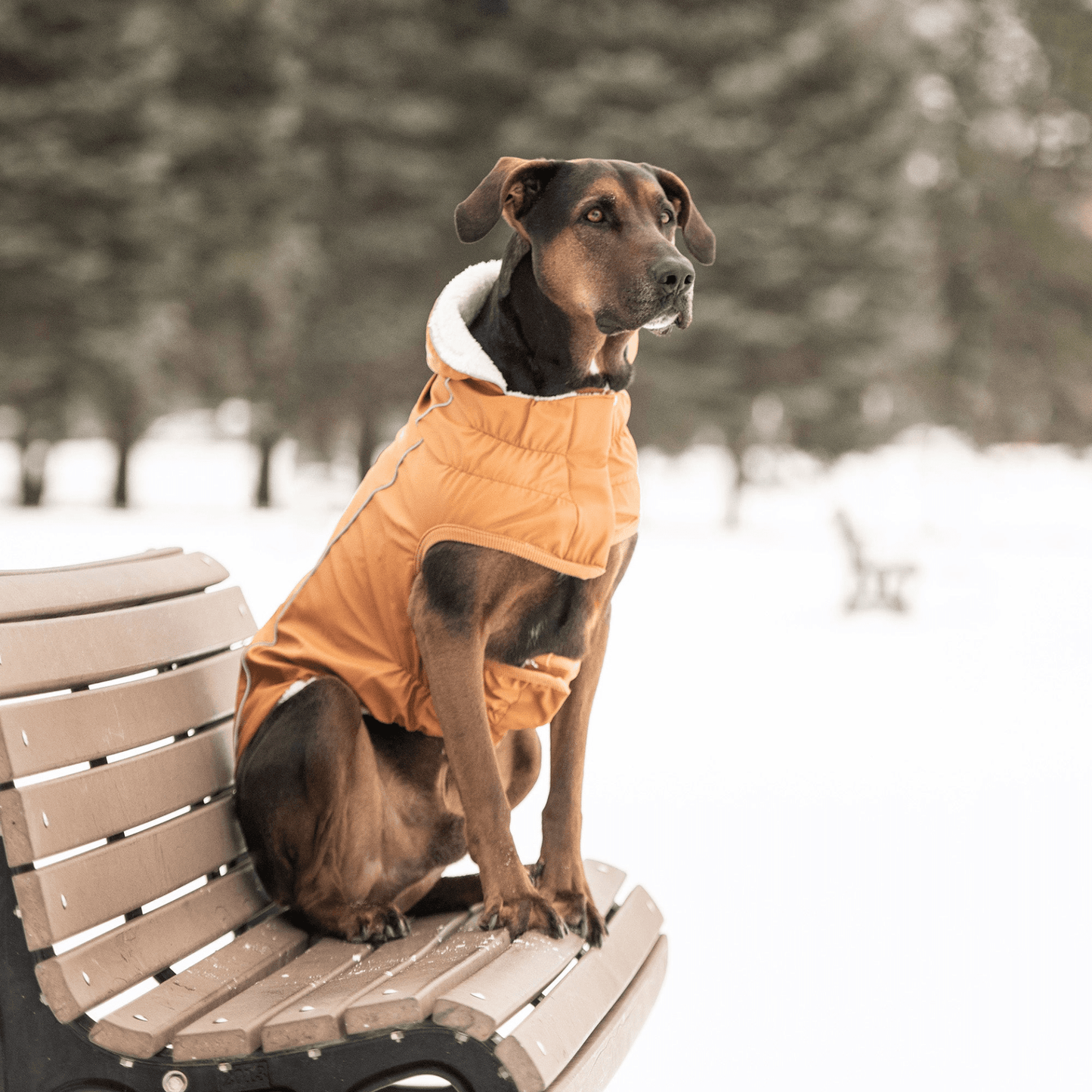 Dog and Pet Stuff Insulated Raincoat - Hazel