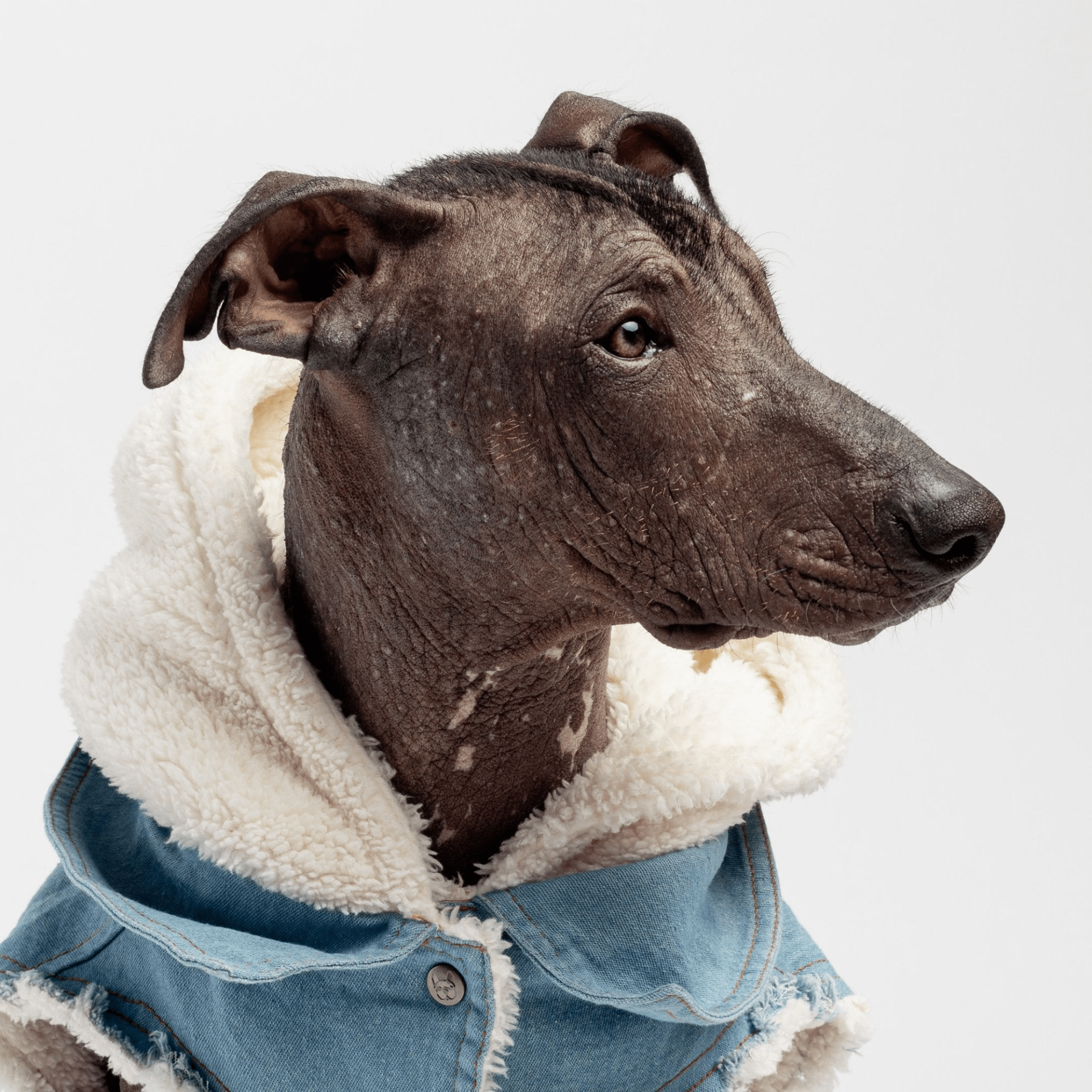 Dog and Pet Stuff Justin - Denim Dog Jacket