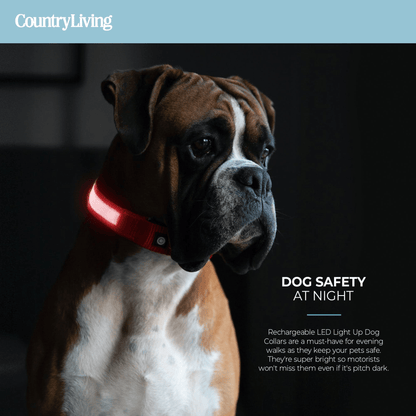 Dog and Pet Stuff LED Dog Collar - Red