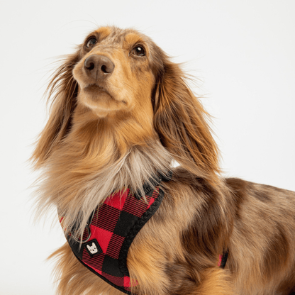 Dog and Pet Stuff Poplin Dog Harness - Red Plaid