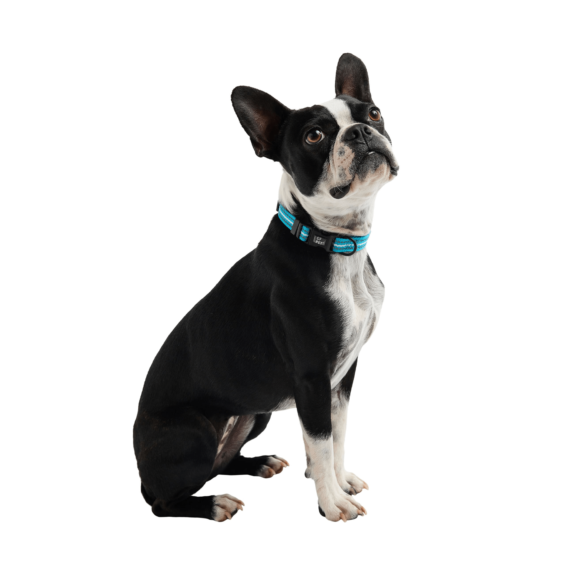 Dog and Pet Stuff Reflective Collar - Neon Blue
