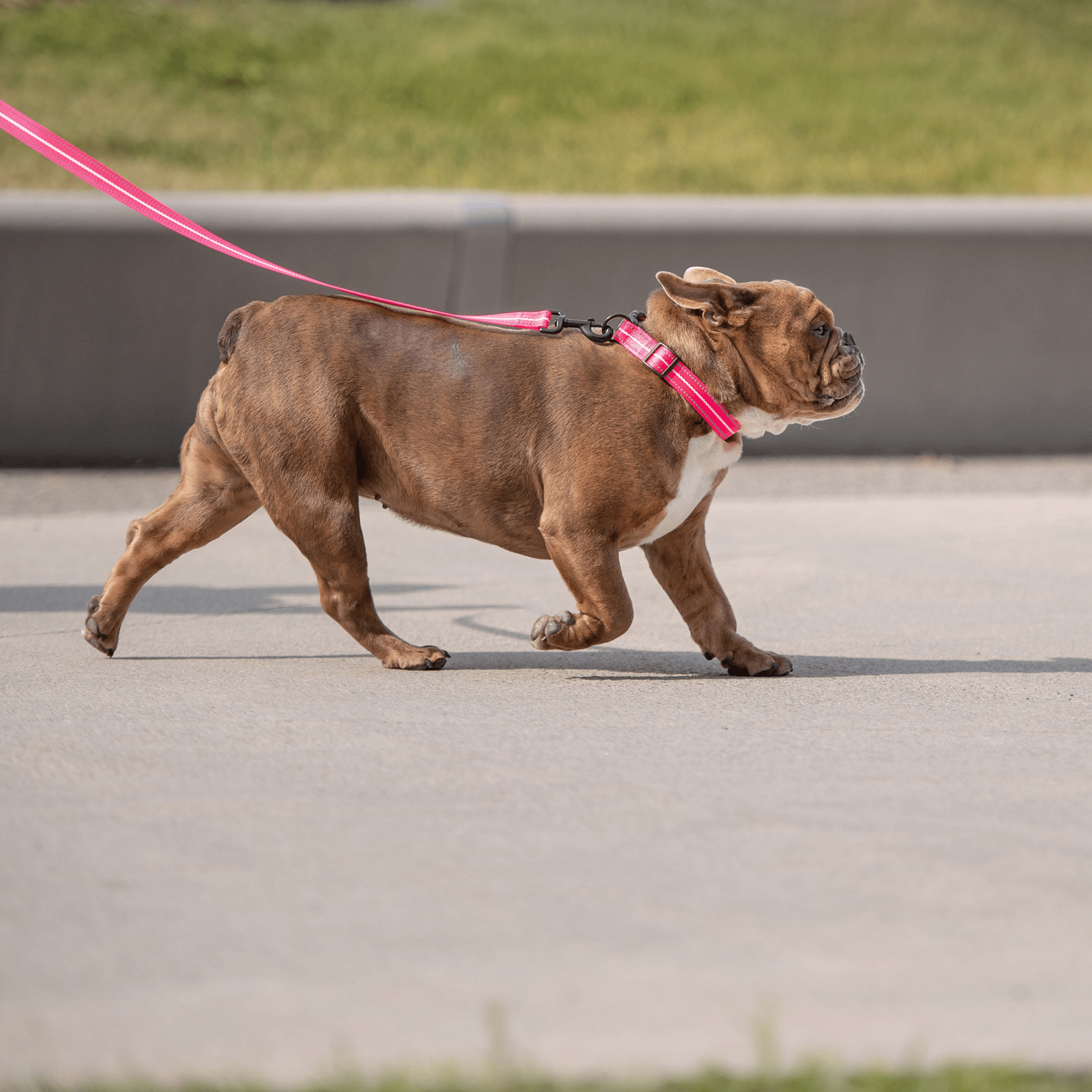 Dog and Pet Stuff Reflective Collar - Neon Pink