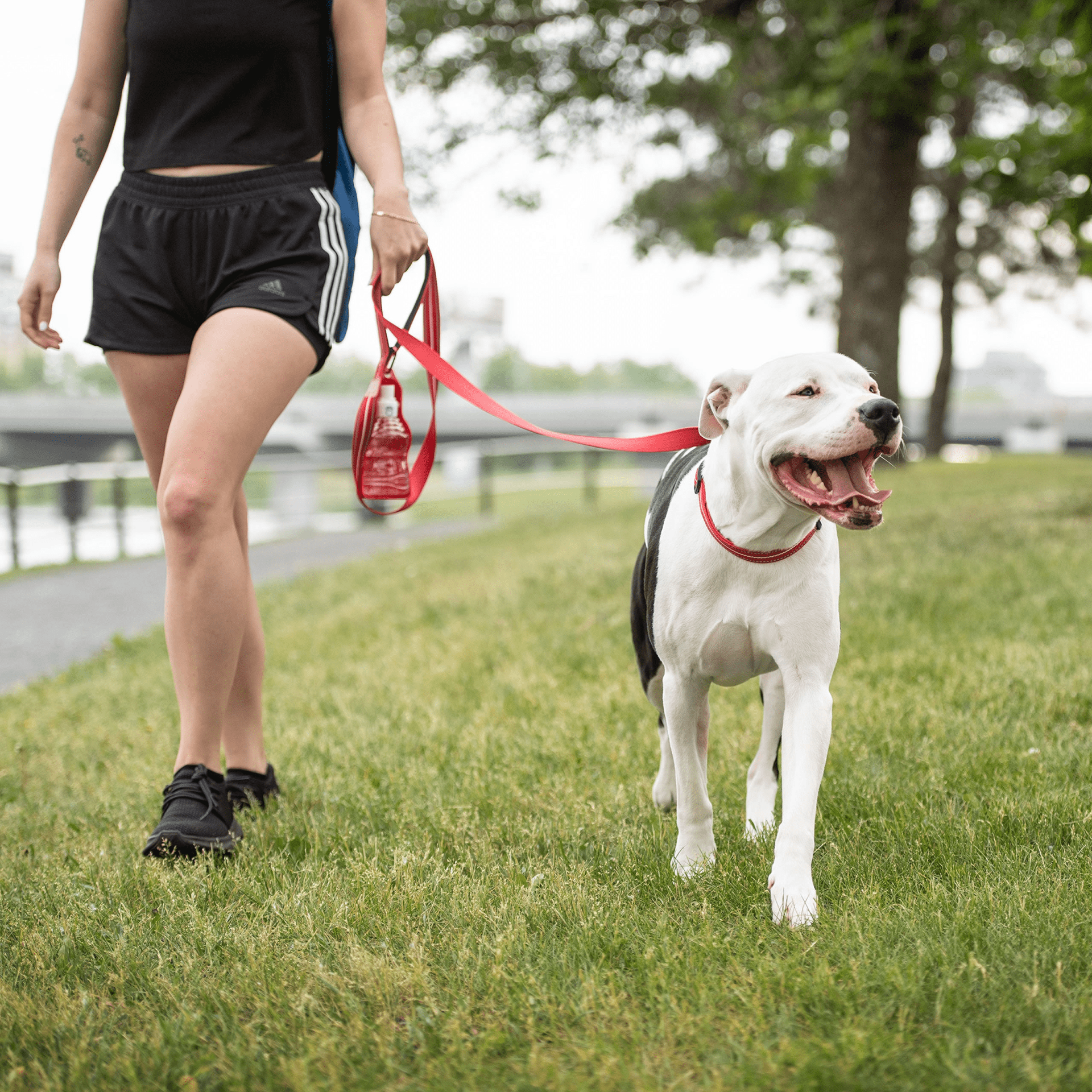 Dog and Pet Stuff Reflective Leash - Red