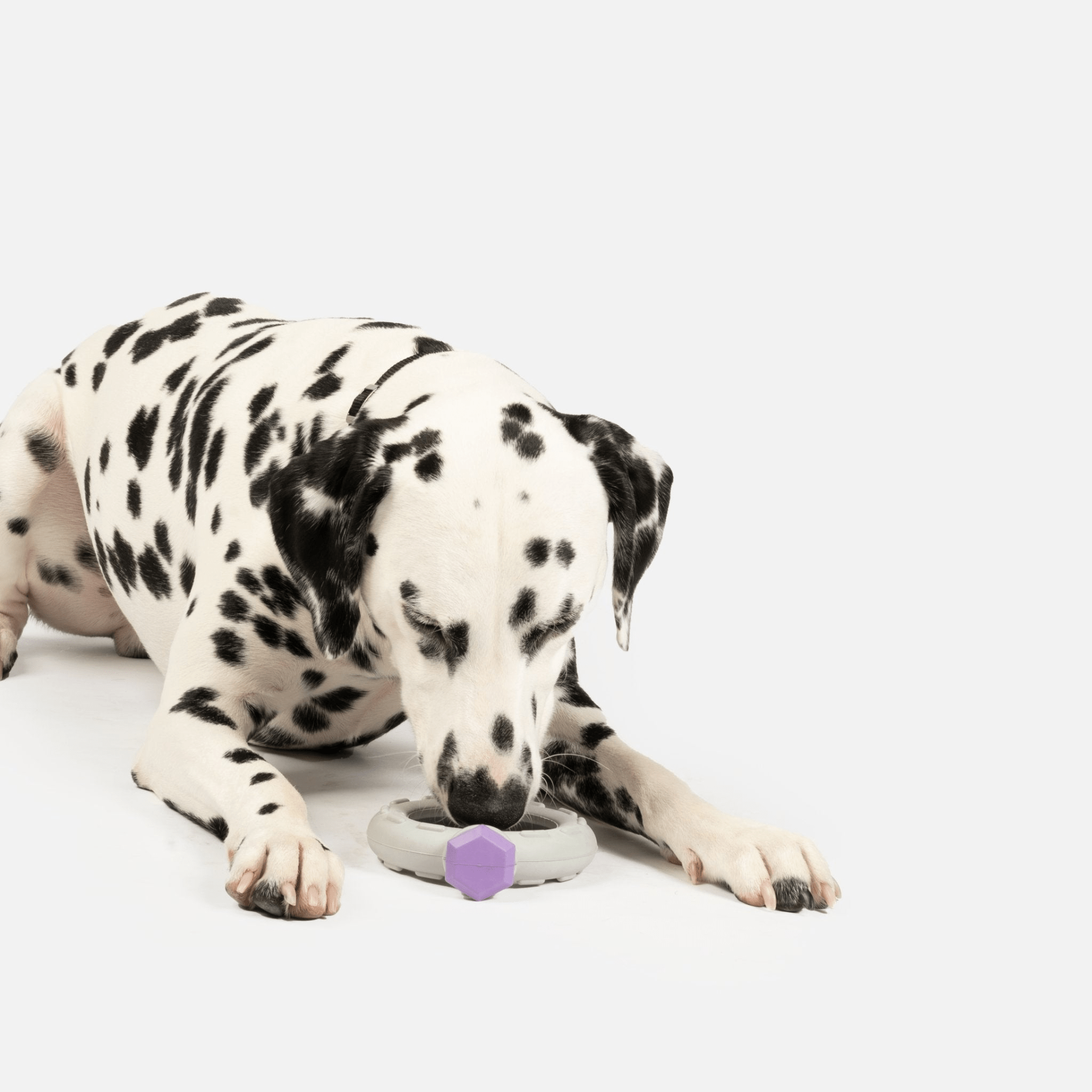 Dog and Pet Stuff Ring With Lavender Scent Dog Toy