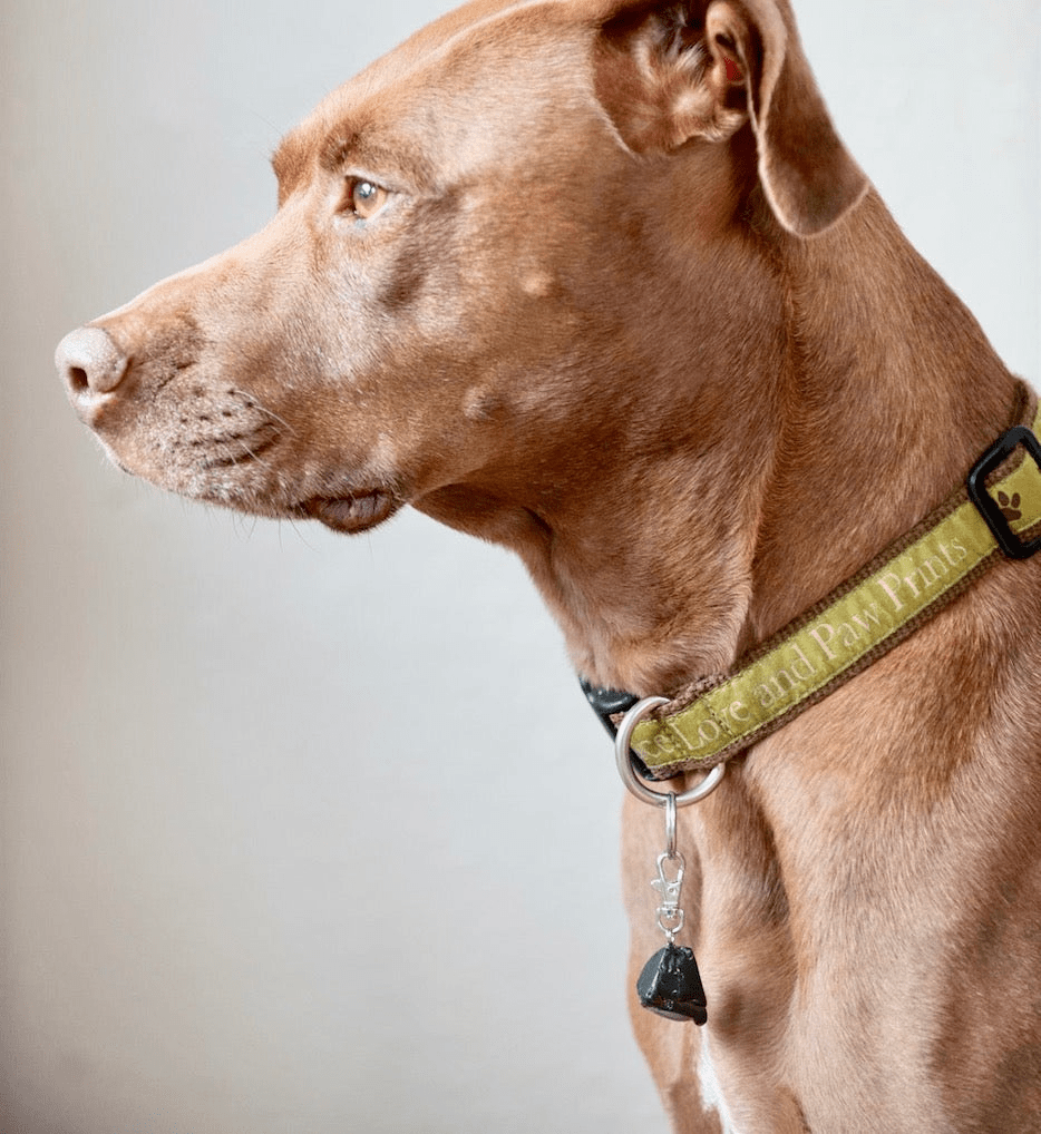 Dog and Pet Stuff Shungite Pet Charm