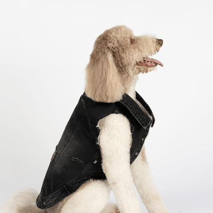 Dog and Pet Stuff Spencer Dog Jacket