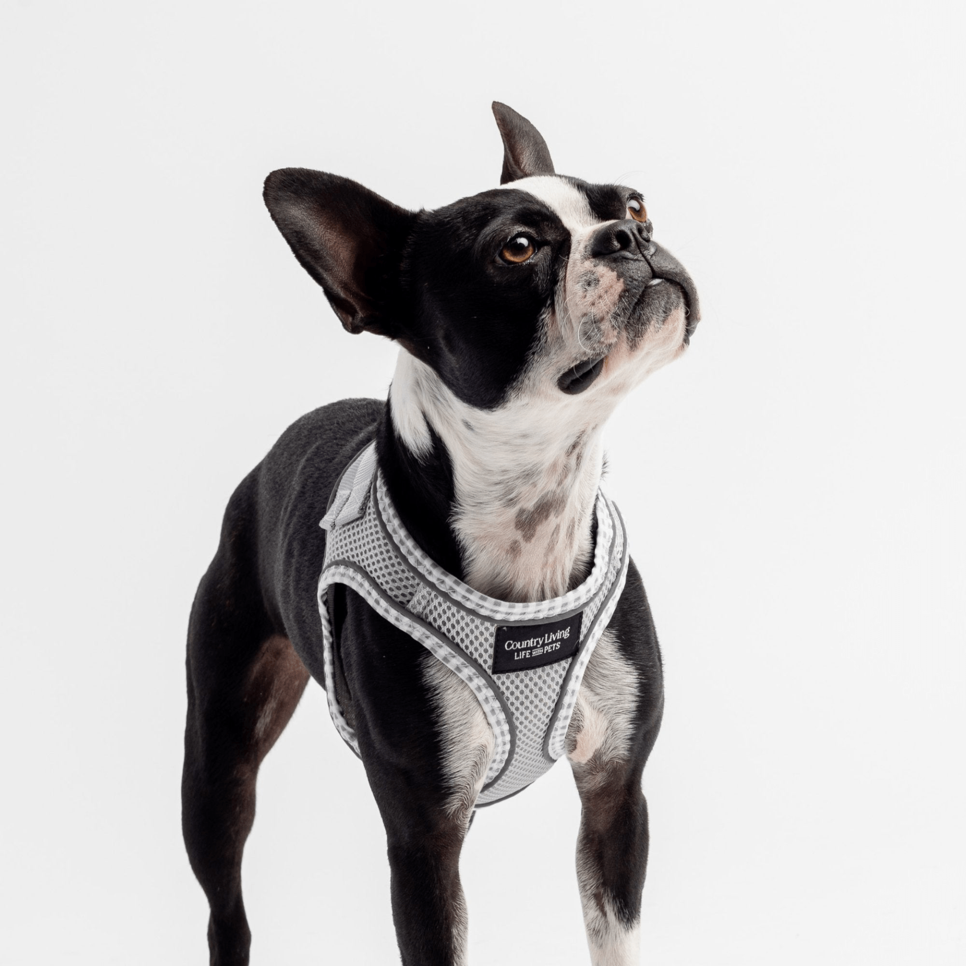 Dog and Pet Stuff Step-In Dog Harness - Grey