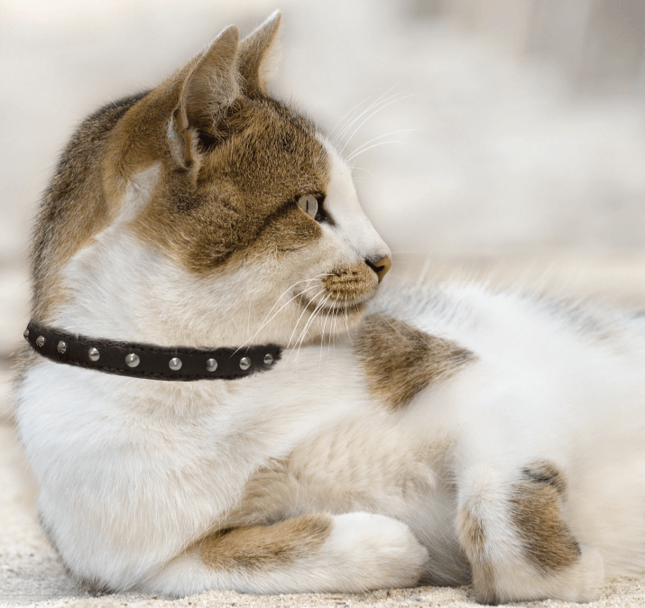 Dog and Pet Stuff Studded Cat Collars