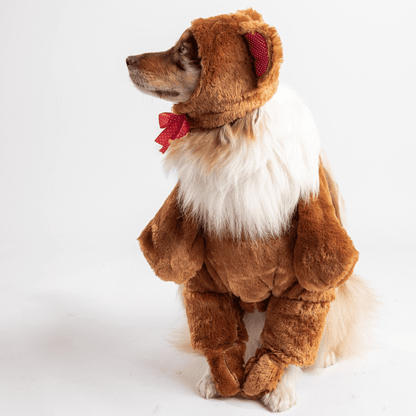Dog and Pet Stuff Teddy Bear dog Costume