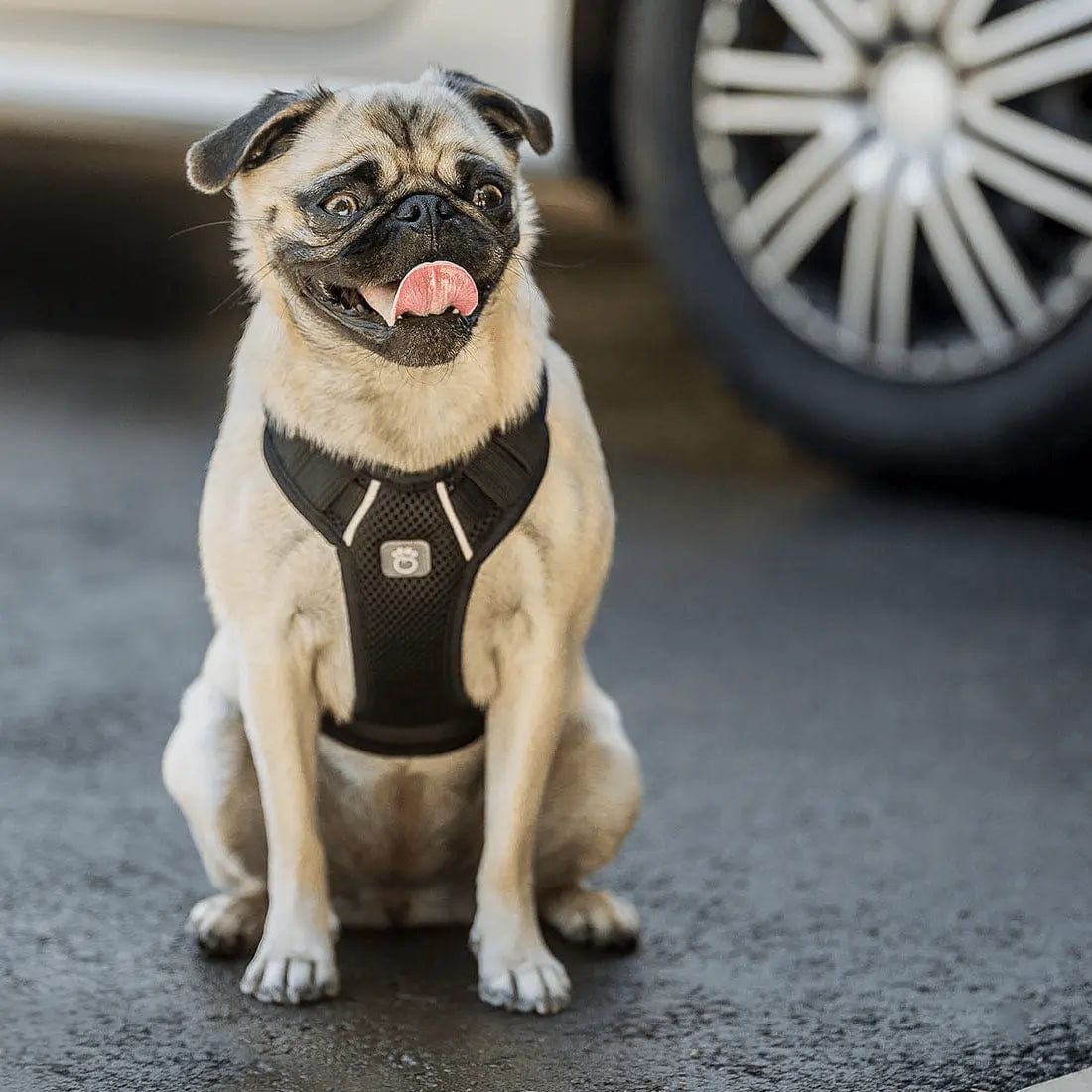 Dog and Pet Stuff Travel Harness - Black