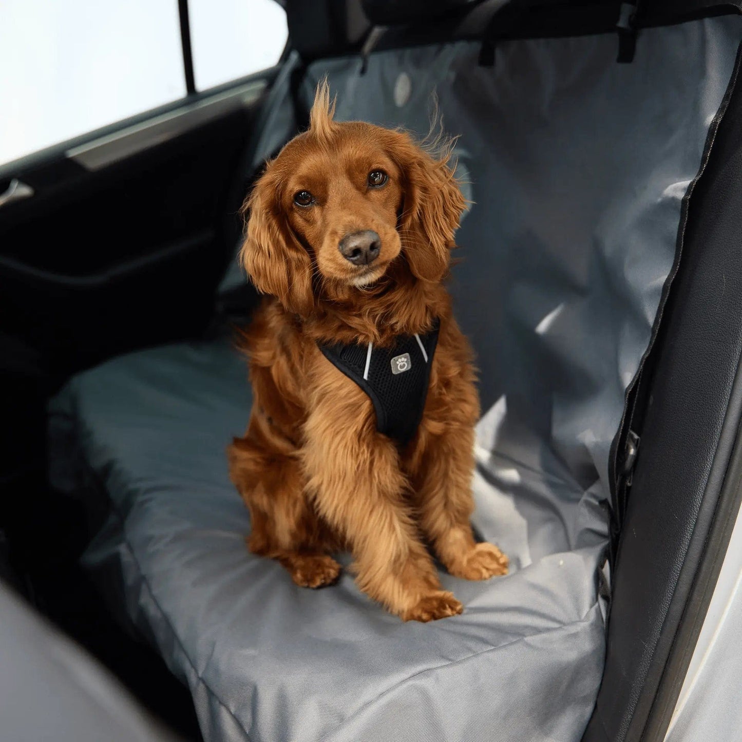 Dog and Pet Stuff Travel Harness - Black
