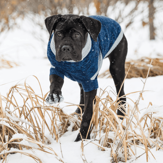 Dog and Pet Stuff Trekking Sweater - Blue