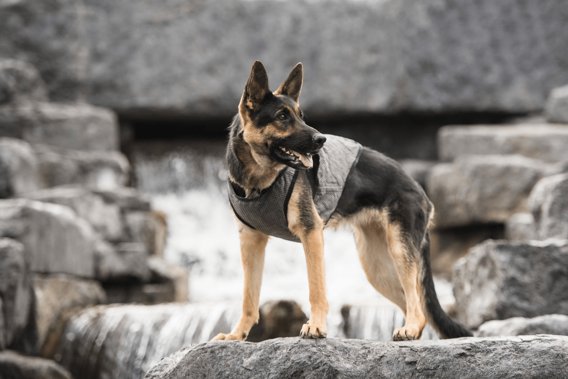 Dog and Pet Stuff US Army Dog Cooling Vest - Grey