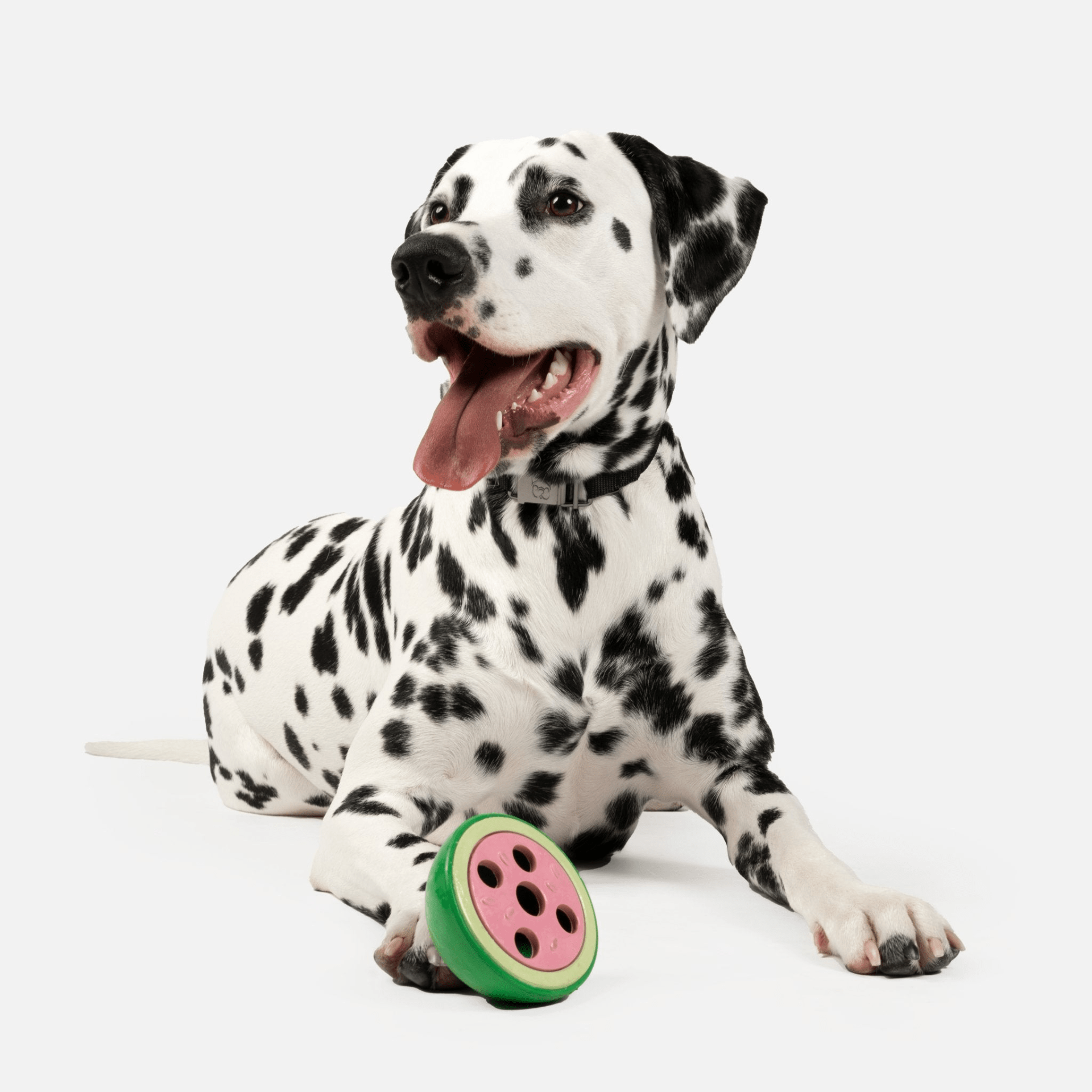 Dog and Pet Stuff Watermelon Dog Toy