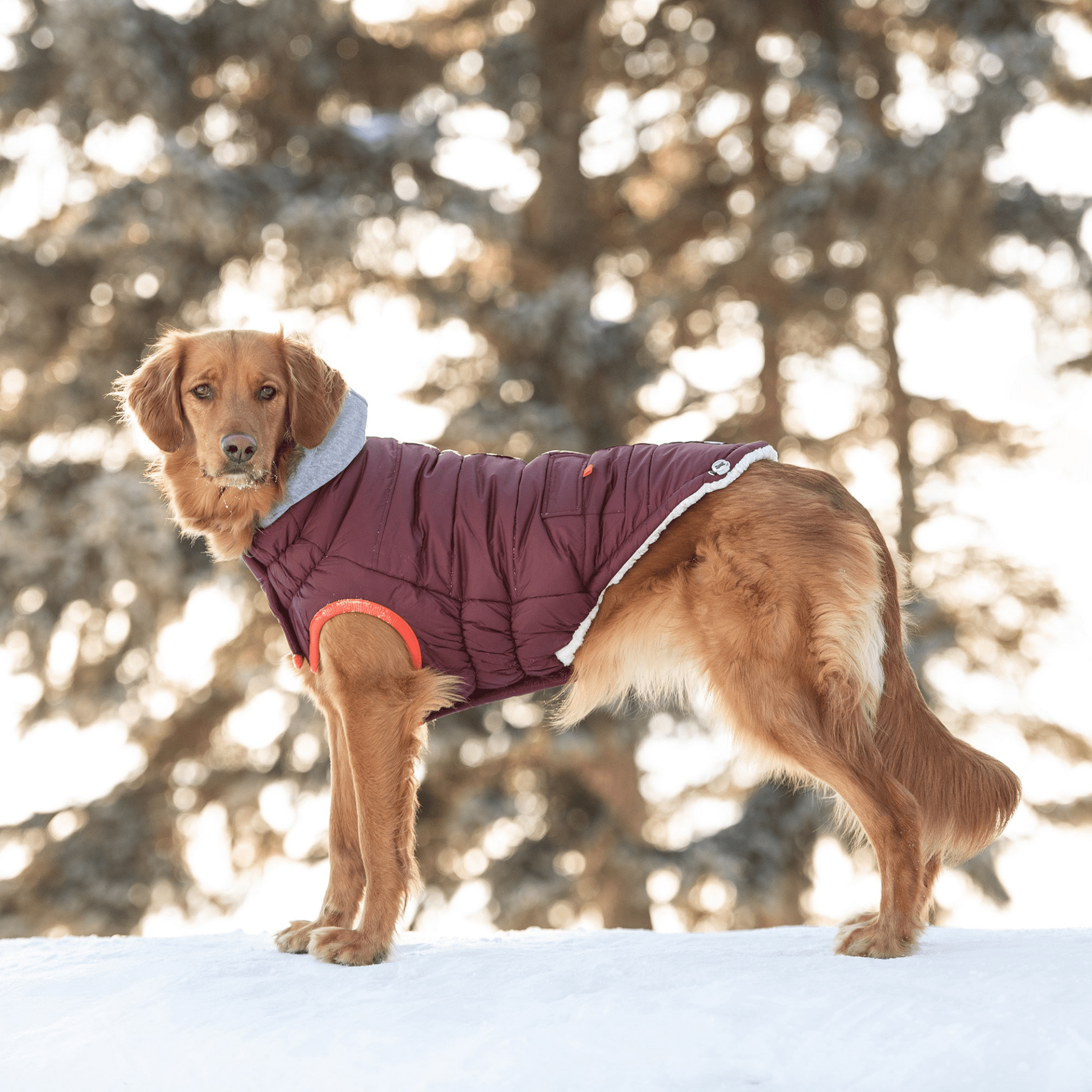 Dog and Pet Stuff Winter Sailor Parka - Burgundy