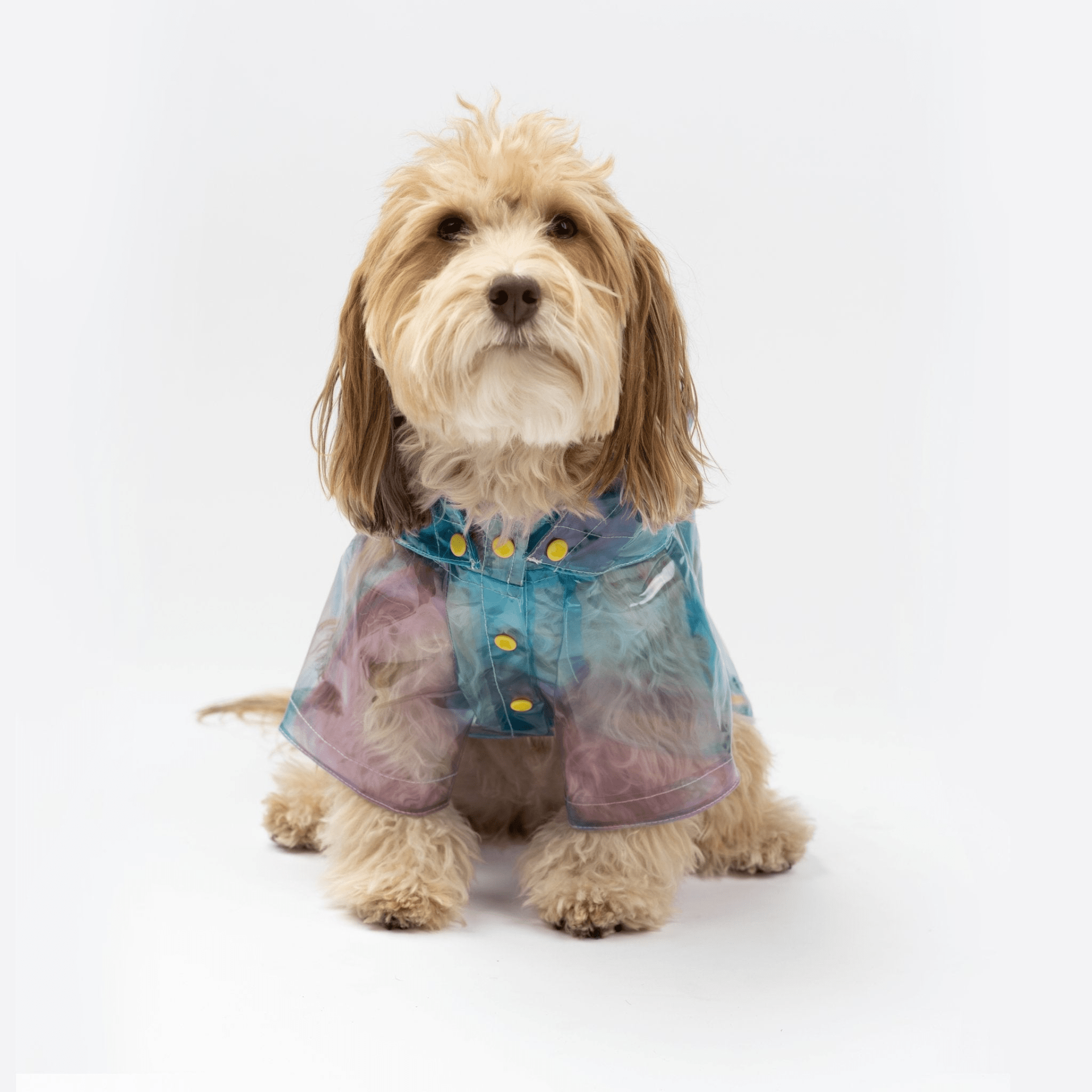 Dog and Pet Stuff XS Kinney Dog Translusent Raincoat